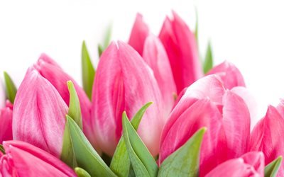 розовые тюльпаны, цветы, букет тюльпанов, тюльпаны, рожеві тюльпани, квіти, букет тюльпанів