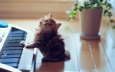 котенок, пианино, милые животные, котик, коты