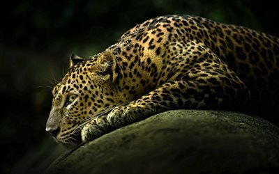 леопард, камень, хищники, дикая кошка
