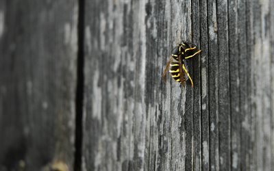 бджола, пчела, макро