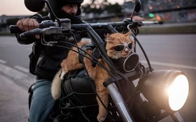 Мотоцикл, Кот, Рио-де-Жанейро, Бразилия, Cat, Motorcycle, Rio de Janeiro