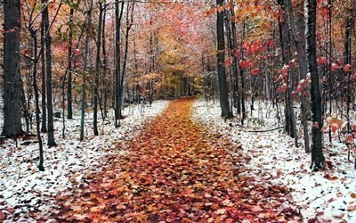 природа, дорога, осень, лес, деревья, листья, снег