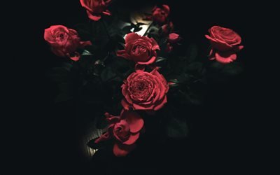 Букет, троянди, розы, роза
