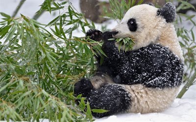 панда, эвкалипт, зима, снег, обед