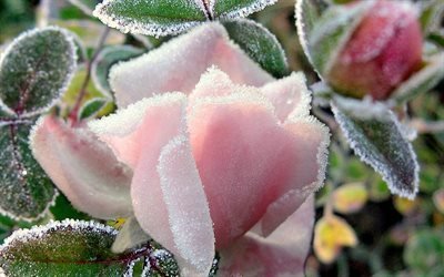 природа, роза, листья, бутон, розовая, иней, холод, мороз, 4к