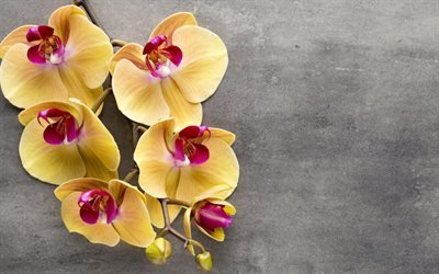 желтая орхидея, тропические цветы, орхидеи, ветка орхидеи