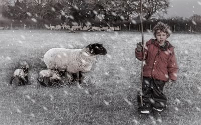 Зима, Поле, Овца, Ягнята, Маленький пастух