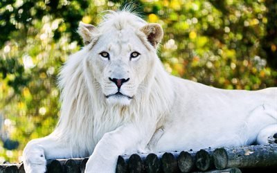 белый лев, царь зверей, хищники, зоопарк