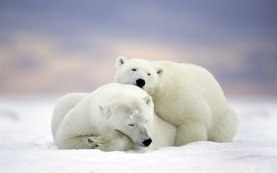 природа, зима, животные, медведи, пара, белые