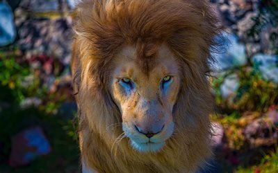 Лев, HDR, царь зверей, 4k, дикая природа, хищники