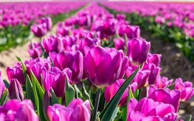 тюльпаны, Голландия, весна, розовые тюльпаны, полевые цветы