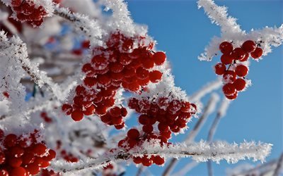 ягоды, Макро, иней, снег, ветки