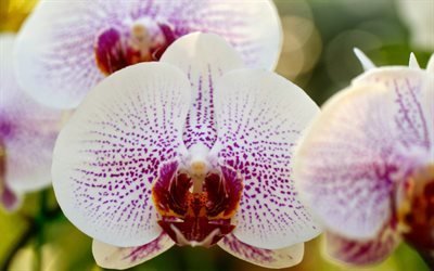 макро, орхидея, фаленопсис, ветка