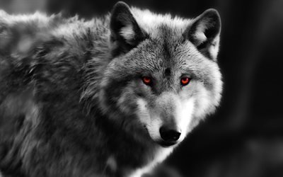 волк, хищный взгляд, красные глаза, хищник