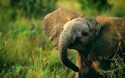 слоненок, Африка, маленький слоник, дикая природа, слоны, слоненя
