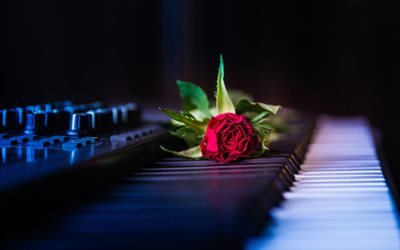 музыка, инструмент, клавиши, цветок, роза
