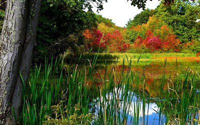 лес, озеро, деревья, отражение, живописный, природа, осень, небо