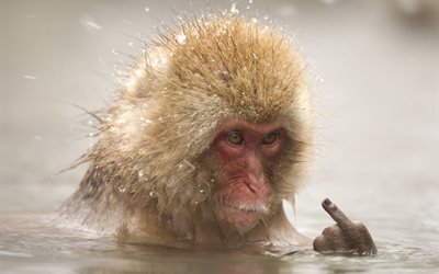 животное, обезьяна, макака, вода, купание, снег, палец