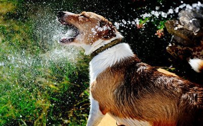 собака, вода