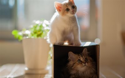 коробка, котята, коты, кошки