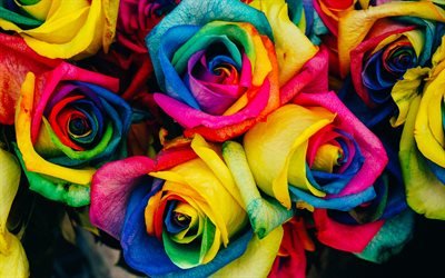 разноцветные розы, 4к, бутоны, розы, разноцветные цветы