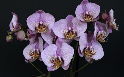 орхидея, тропические цветы, фиолетово-розовые орхидеи, комнатные растения, ветка орхидеи