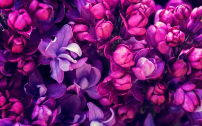 весна, сирень, крупный план, фиолетовые цветы