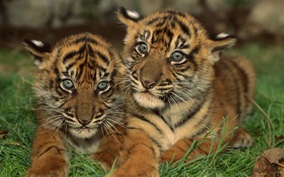 Маленькие, тигрята, маленькі, тигренята, трава