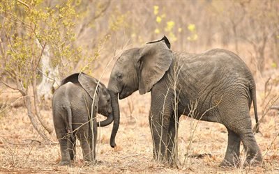 маленький слон, слоник, Африка, дикая природа, слоны