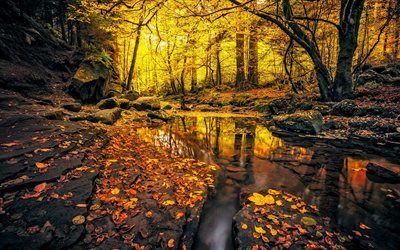 осінь, ліс, озеро, жовте листя, осень, лес, желтые листья