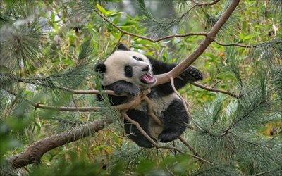 панда, зоопарк, дерево, забавные медведи, висящая панда
