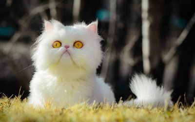 Персидская кошка, лужайка, котэ, белый котенок, коты, Перс, забавные животные