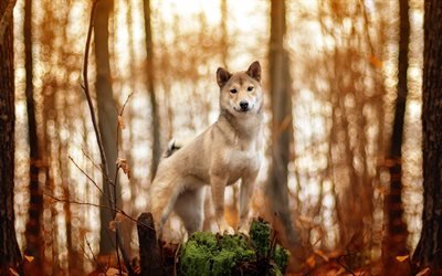 Акита-ину, лес, собаки, песик, осень, забавные животные