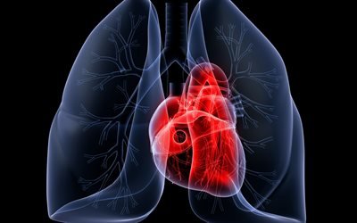 сердце, легкие, 3д, ренген, heart, lungs, 3D, X-ray