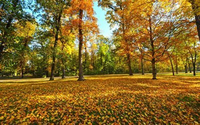 осенний пейзаж, осень, парк, желтые листья, autumn landscape, autumn, park, yellow leaves