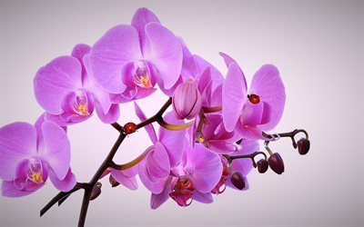 орхидея, тропические цветы, розовая орхидея, орхідея, тропічні квіти, рожева орхідея