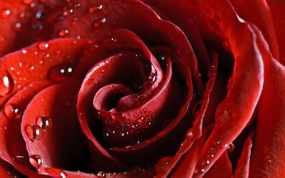 лепестки красной розы, капли, насыщенные тона, роза, красная, вода
