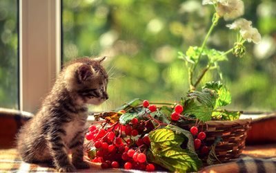 животное, котёнок, окно, корзина, ветки, калина, листья, ягоды, цветок, герань