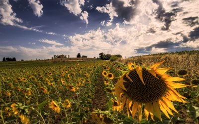 Поле, Подсолнухи, Умбрия, Италия, Sunflowers, Umbria, Italia