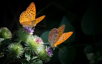 бабочка, природа, оранжевый, растение, черный фон