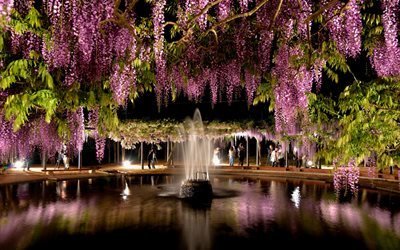 парк, водоём, вода, фонтан, деревья, цветы, глициния, вечер, люди